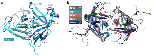 Structure and conserved packing interfaces of C-terminally extended NS6 proteases.