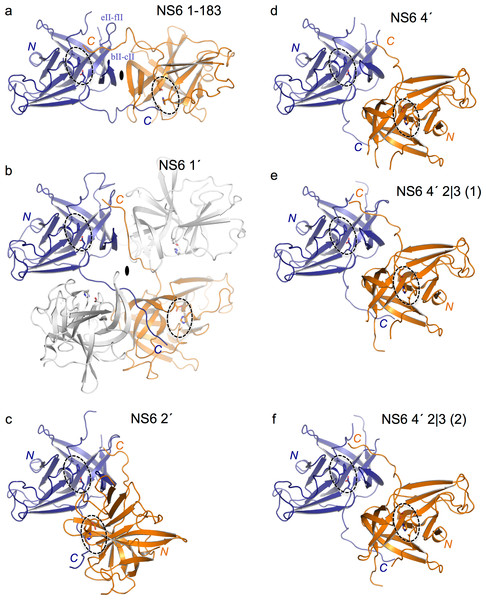 Comparison of the packing arrangements of C-terminally extended NS6 proteases.