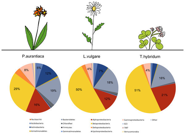 Comparison of the average bacterial community composition and relative abundances, at the phylum level (Proteobacteria divided into class) in root samples from three different plant species.