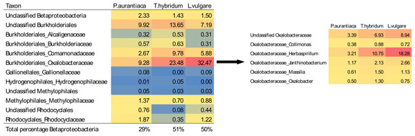 Average relative abundances of Betaproteobacteria families and Oxalobacteraceae genera found in root samples of the three plant species.
