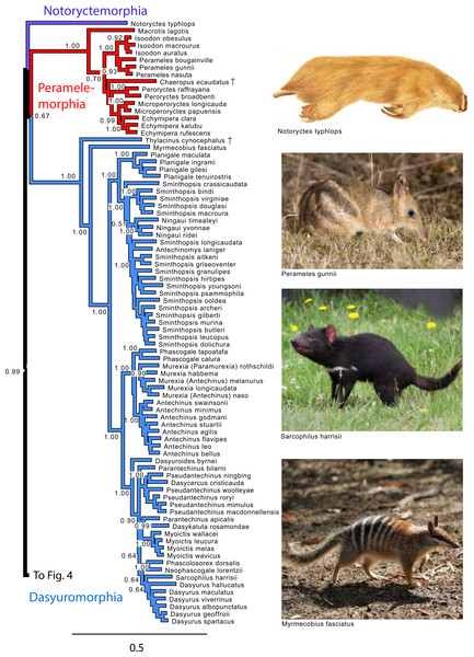 Majority rule consensus of the Bayesian analyses using the focal concatenated character matrix for Australasian marsupials: Notoryctemorphia, Peramelemorphia, and Dasyuromorphia.
