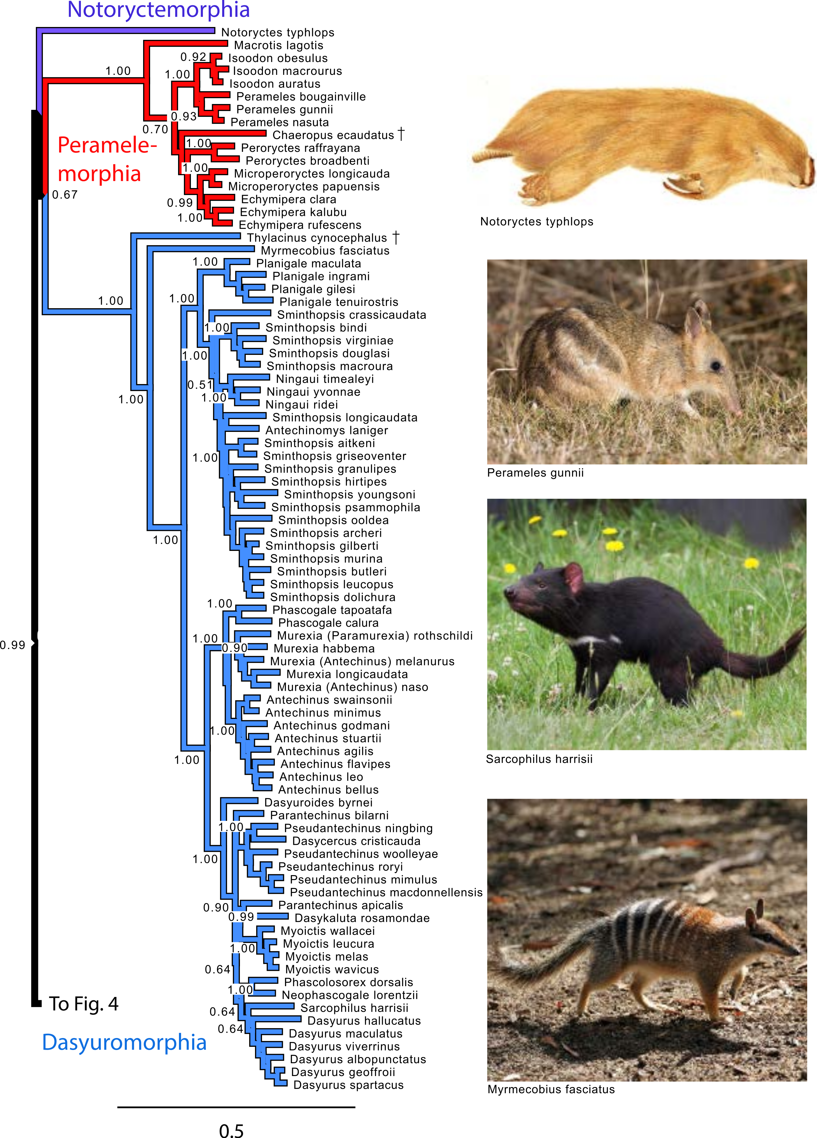 Mammals From ‘down Under’: A Multi-gene Species-level Phylogeny Of ...