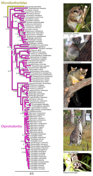 Majority rule consensus of the Bayesian analyses using the focal concatenated character matrix for Australasian marsupials: Diprotodontia.
