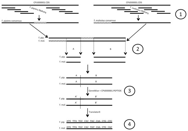 Illustration of codon alignment generation process.