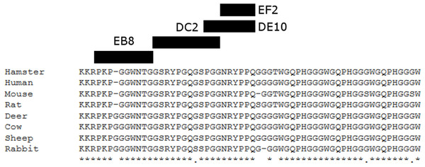 Suggested epitopes for the four monoclonal antibodies based on direct mapping and competitive ELISA assay.