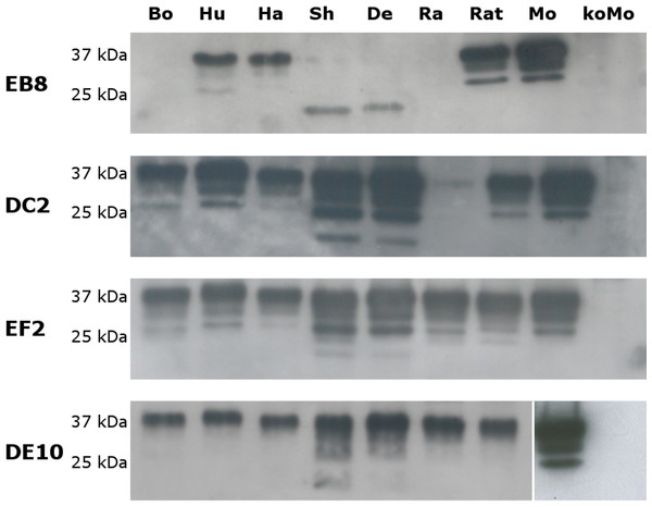 Immunoreactivity of mAbs probed by Western blot.