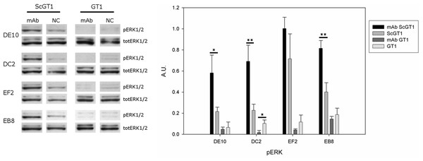 Effects of mAb treatment on ERK phosphorylation in GT1 cell line.