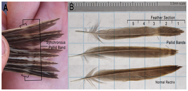 Photographs of Grasshopper Sparrow rectrices from the Grazinglands Research Laboratory.