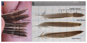 Pallid bands in feathers and associated stable isotope signatures ...