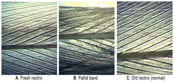 Backlit microscope views (20 ×) of Grasshopper Sparrow feather rachii and barbules.