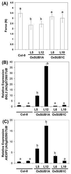 Leaf hardness phenotype of OxSUB1A and OxSUB1C transgenics.