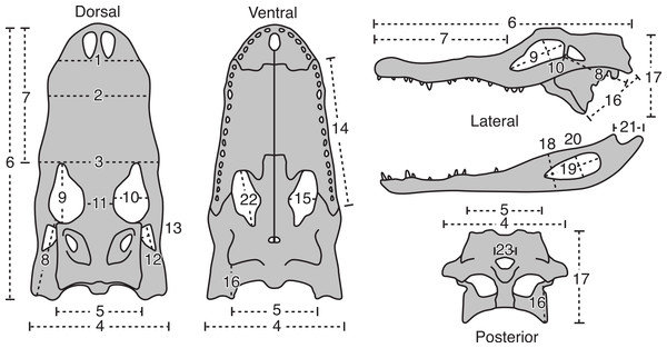 The 23 linear morphometric variables of A. mississippiensis skulls used in this study.