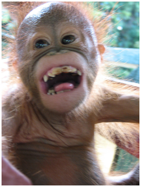 Image of orangutan play face.