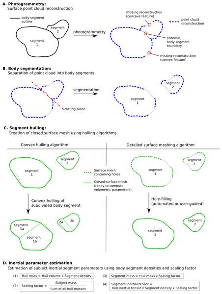 Methodology to estimate subject-specific body segment parameters using photogrammetry.