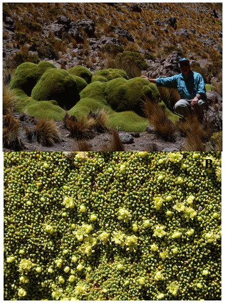 Azorella compacta photographs.