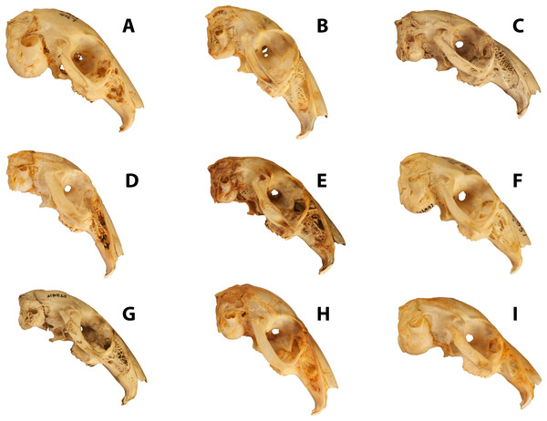 Disparity of leporid skulls.