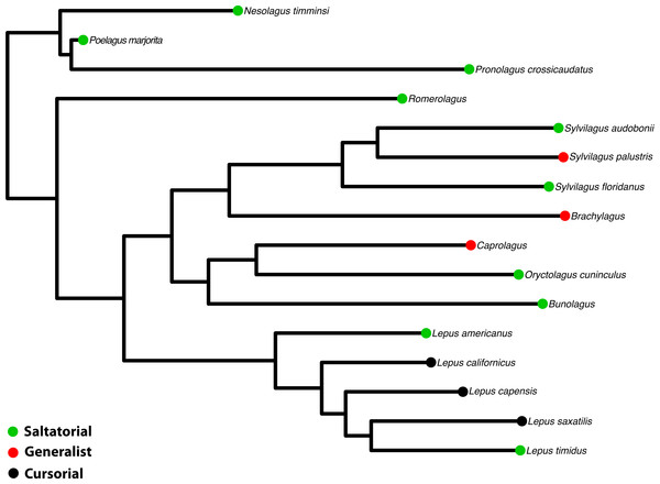 Phylogeny of Leporidae.