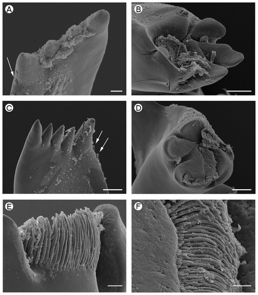 Palaemonidae (Pontoniinae): Pontonia pinnophylax.