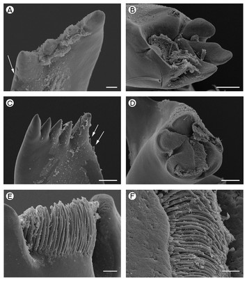 Preliminary observations on the mandibles of palaemonoid shrimp ...