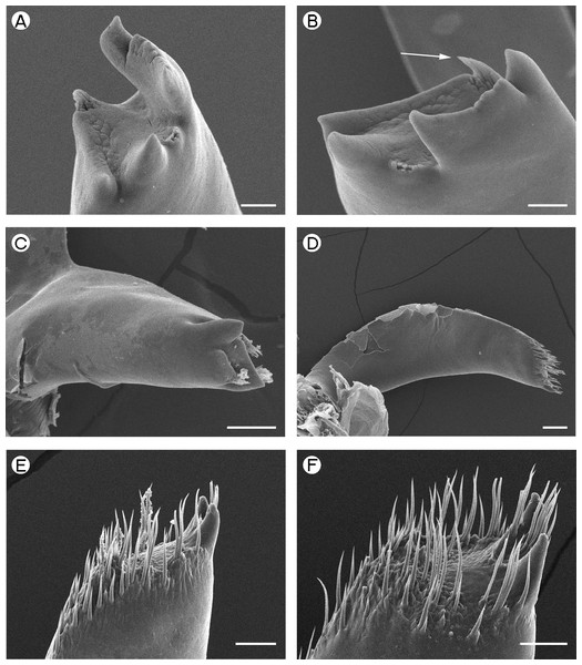 Palaemonidae: Periclimenaeus caraibicus and Hymenoceridae: Hymenocera picta.
