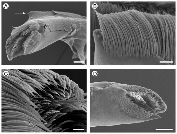 Gnathophyllidae: Gnathophyllum elegans.
