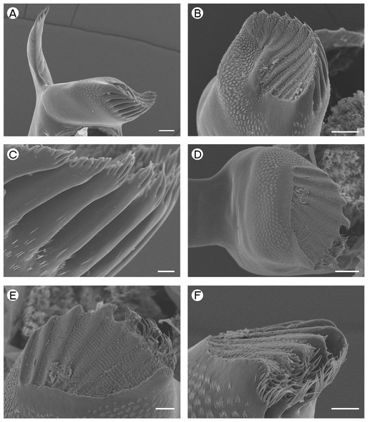 Desmocarididae: Desmocaris bislineata.