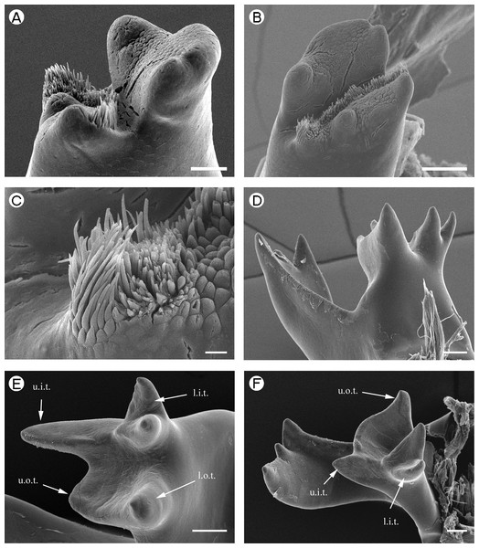 Euryrhynchidae: Euryrhynchus wrzesniowskii and Anchistioididae: Anchistioides antiguensis.