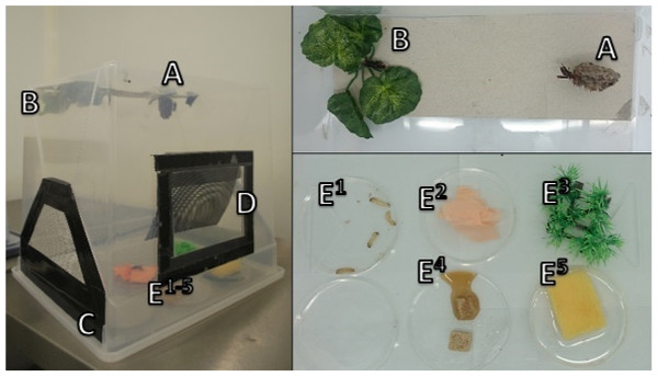 Captive housing of P. canadensis colonies.