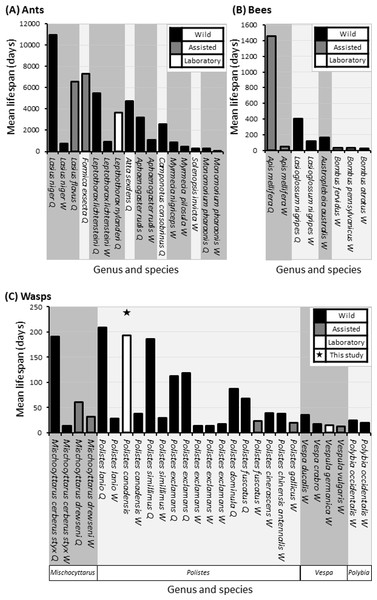 Comparative mean lifespans in ants, bees and wasps.