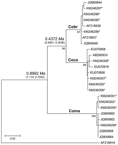 Maximum likelihood tree analyzing the mtDNA control region of jungle crows, carrion crows and American crows.
