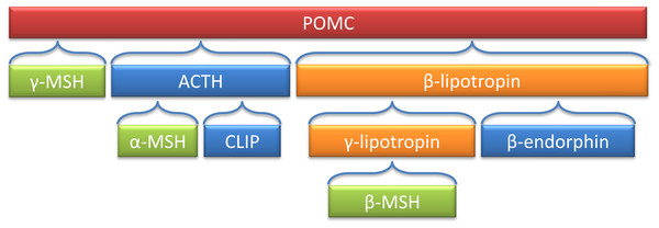 Processing of the POMC precursor protein.