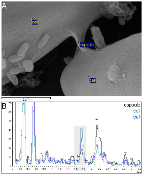 Capsule material in xenic A. minutissimum biofilms does not contain silicon and can thus be distinguished from the frustule.