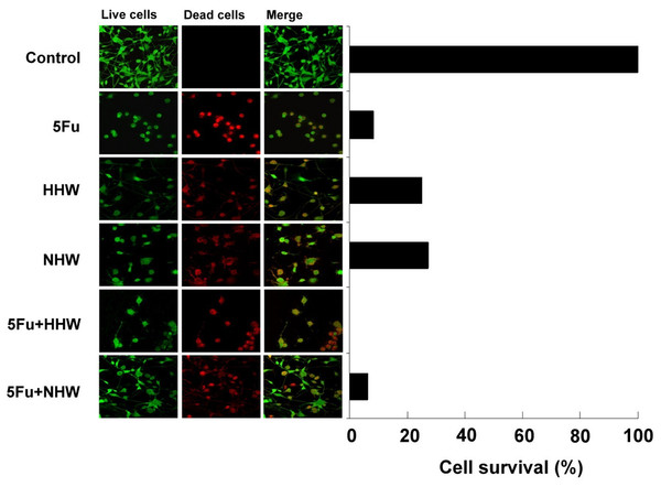 The cell viability of colon 26 cells 4 h after treatment with 5-FU, HHW, NHW, 5-FU+ HHW, and 5-FU+ NHW.