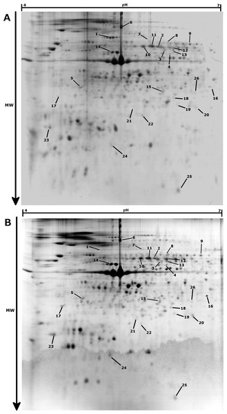 Representative 2-DE gels (pH 4–7, SDS-PAGE 12%) for Pecten maximus gills proteins in Normoxic (A) and Hypoxic (B) conditions at 18 °C.