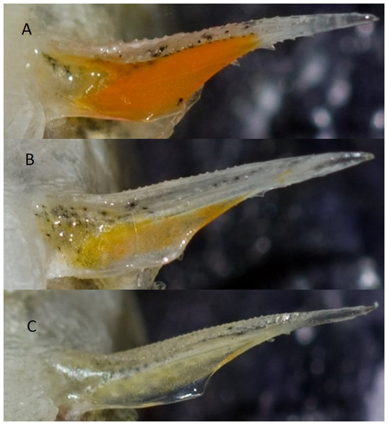 Photos of a pelvic spine from three different sticklebacks.