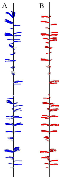 Reconstruction of a 1.5-m section from the base of the second log of tree T04 (i.e., at 2.5 m from the tree base).