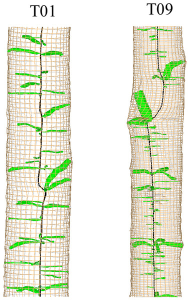 3D reconstruction of sections of two stems showing deviation of the pith related to possible stem breakage.
