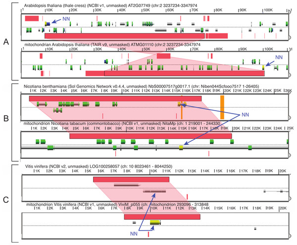 Synteny between mitochondrial and chromosomal genomes including regions with mitovirus NERVEs (indicated by NN) for three plant species.