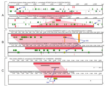 Widespread mitovirus sequences in plant genomes [PeerJ]