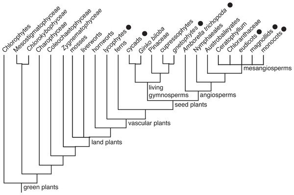 Abbreviated cladogram of the Viridiplantae according to Davis, Xi & Mathews (2014).