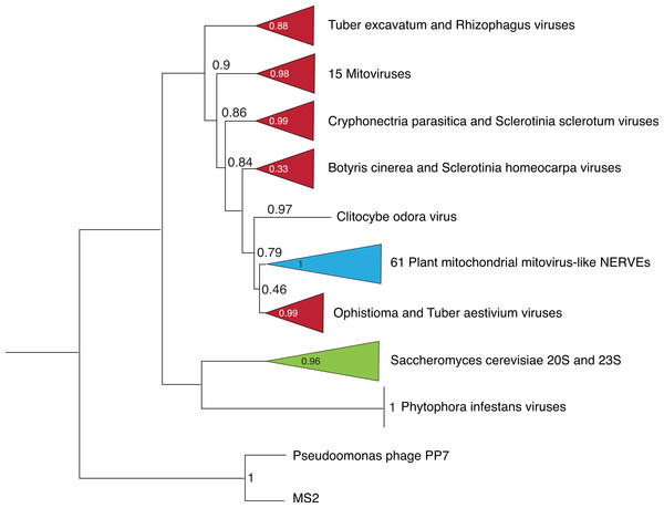 Abbreviated phylogeny of the mitovirus NERVEs and the known narnaviruses.