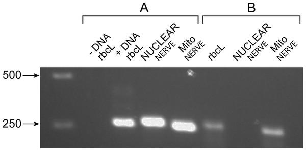 RTPCR of Arabidopsis thaliana total nucleic acids.