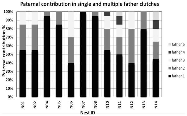Paternal contribution for all nests having multiple paternity (MP) and single paternity.