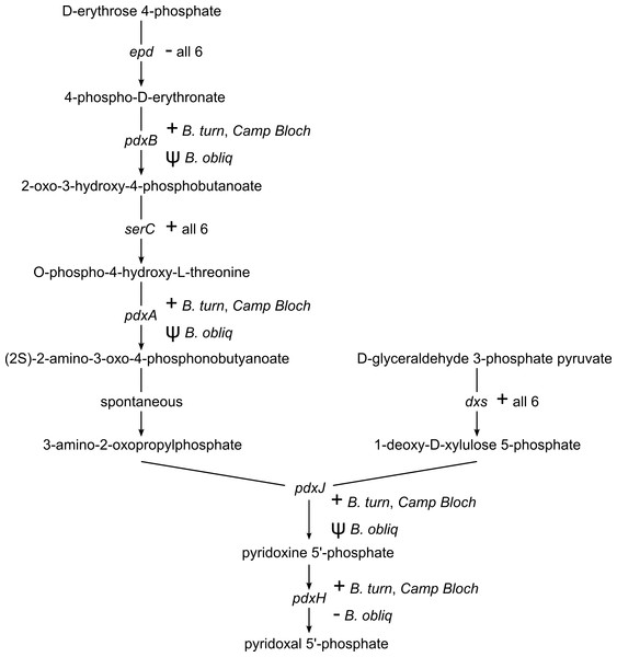 Vitamin B6 synthesis encoded by six Blochmannia genomes.
