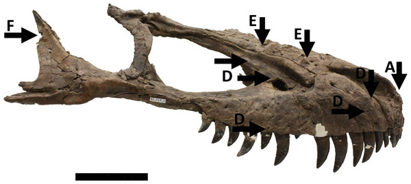 Skull in right lateral view showing numerous injuries indicated with black arrows and the relevant code letter (see the text for details).