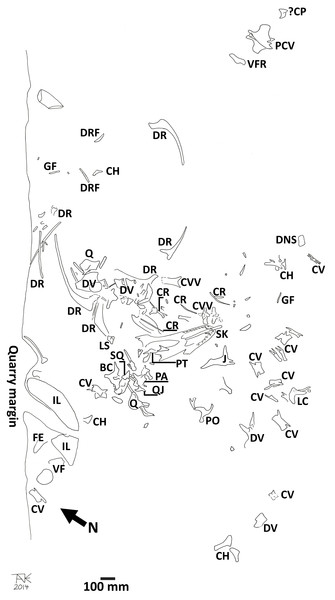 Quarry map of the Daspletosaurus.