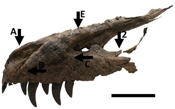 Skull in left lateral view showing numerous injuries indicated with black arrows and the relevant code letter or number (see the text for details).