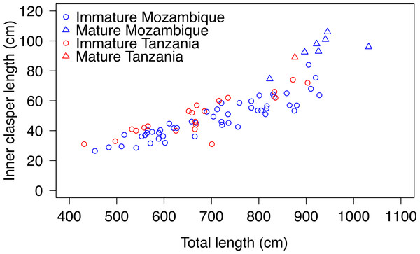 Total length and clasper length for male whale sharks.