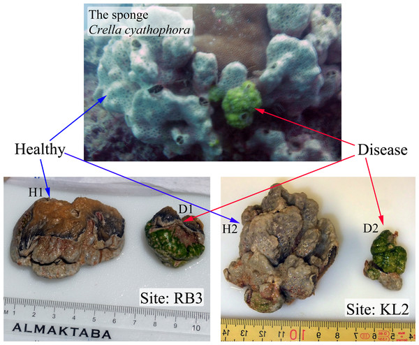 Healthy and abnormal tissues of the sponge Crella cyathophora.