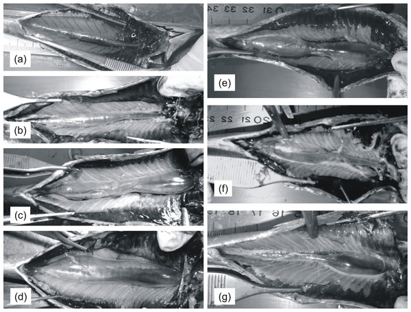 Pictures of sardine swimbladders of various size and shape.